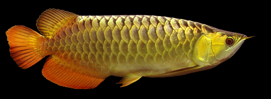 Super Grade Red Splendour Crossback Arowana.jpg